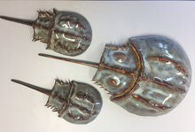 Load image into Gallery viewer, Horseshoe Crab Wall Decoration