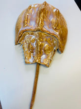 Load image into Gallery viewer, Horseshoe Crab Wall Decoration